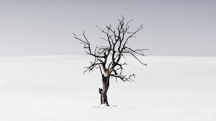Bare tree in a snowy landscape with clear sky