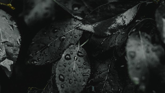 Dark wet leaves with water droplets