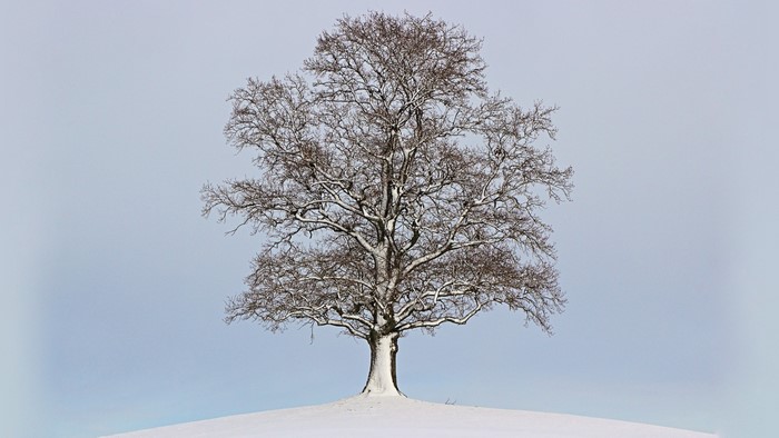 Bare tree covered in snow on a winter day