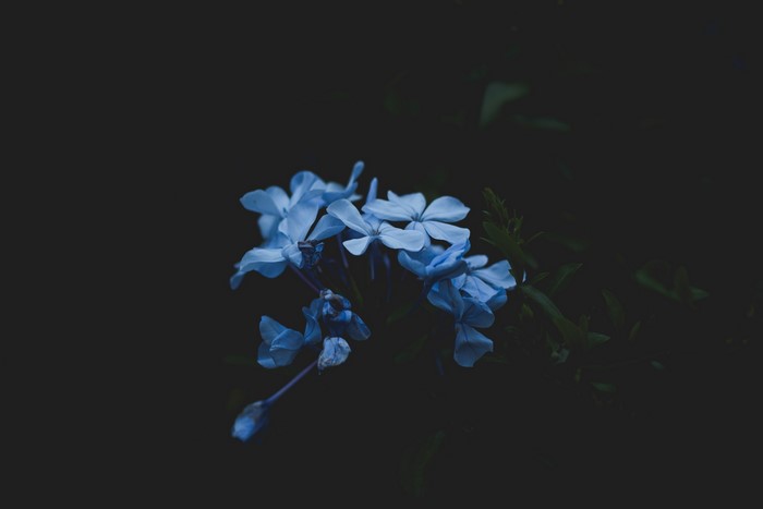 Blue flowers against a dark background
