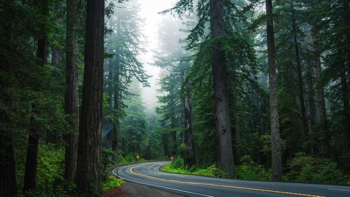 Winding road through a foggy redwood forest