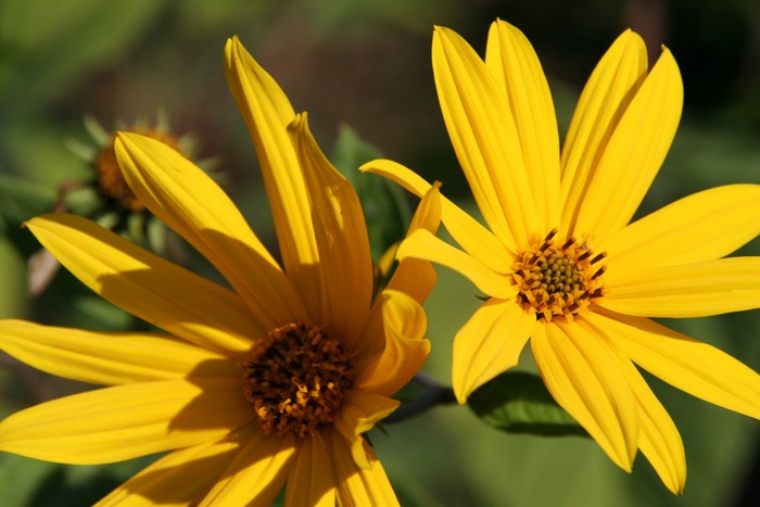 Two yellow flowers in sunlight
