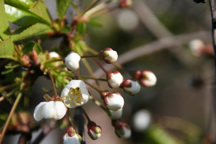 Cherry blossoms and buds on a branch