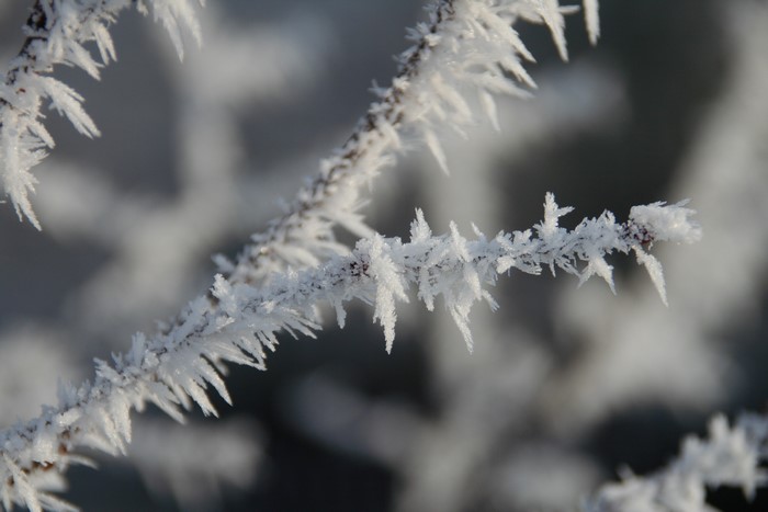 Frost covered branches in winter