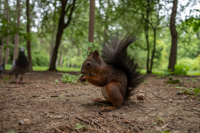 Squirrel and pigeons in a forest