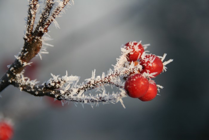 Frost-covered berries on a branch in winter