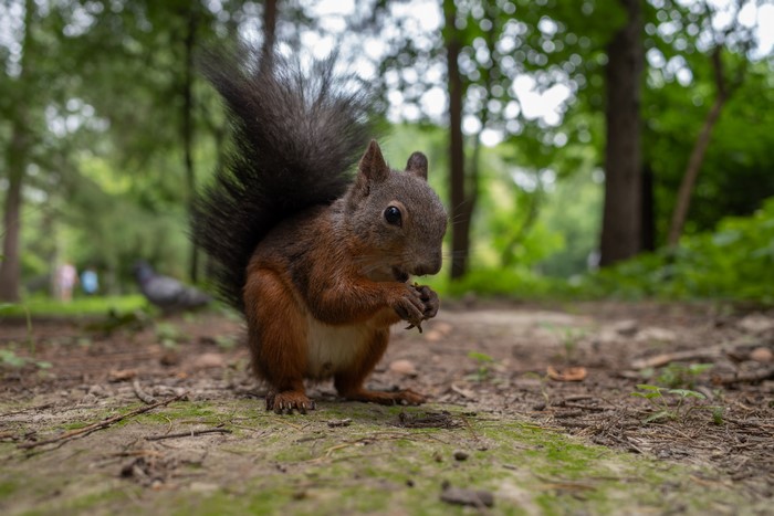 Squirrel eating in a forest