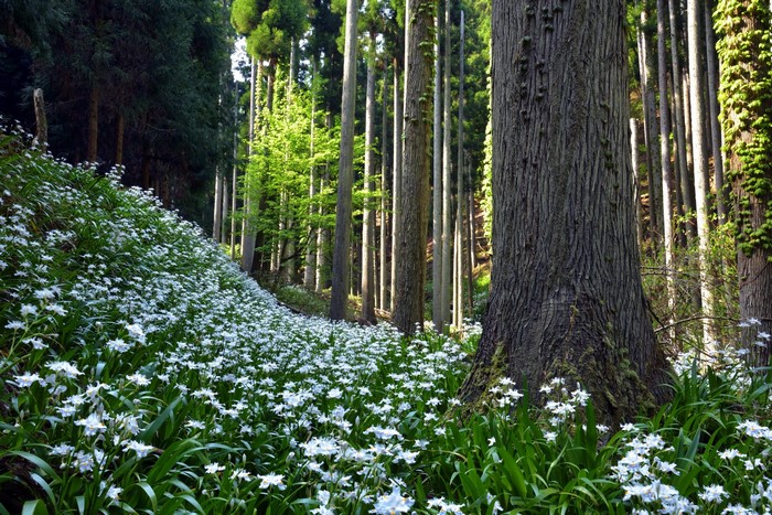 Forest floor covered in white flowers with tall trees