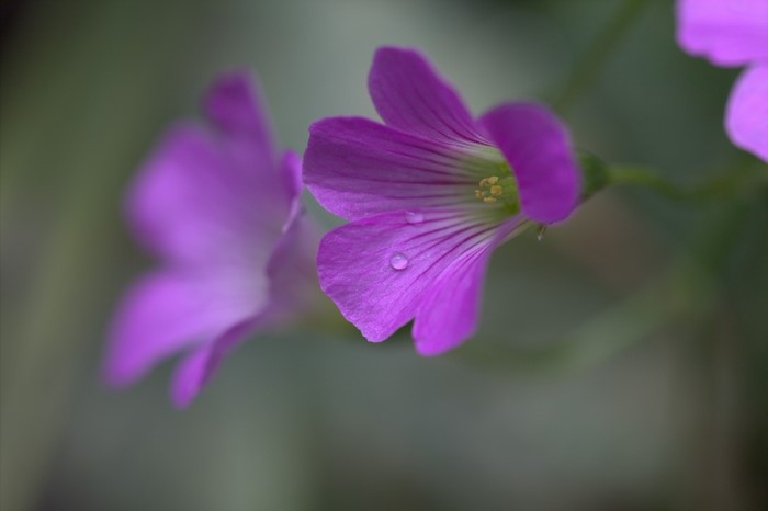Purple flowers with water drops