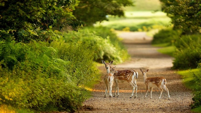 Three deer on a dirt path in a forest