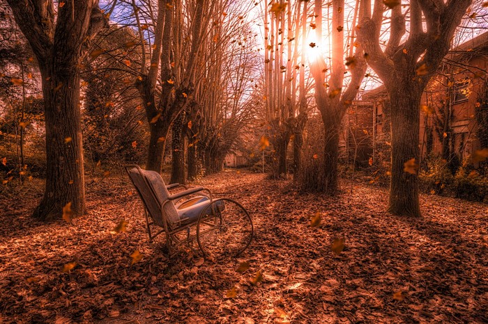 Wheelchair in a fall forest with sunlight