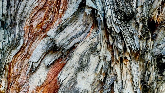 Close-up of textured tree bark with reddish-brown and gray streaks