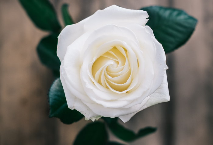 White rose with green leaves