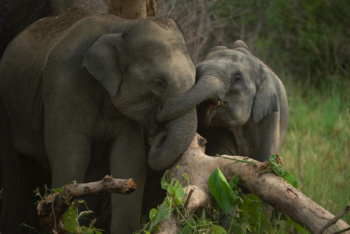 Two elephants interacting with a log