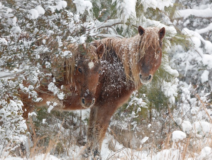 Two horses in the snow