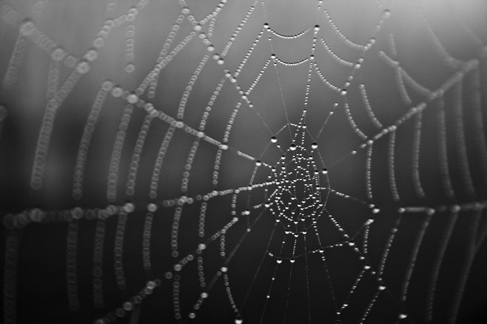 Spider web with water drops