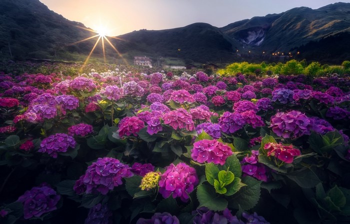 Field of hydrangeas at sunrise with mountains