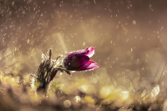 Purple flower in the rain