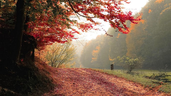 Autumn path through a forest with red leaves