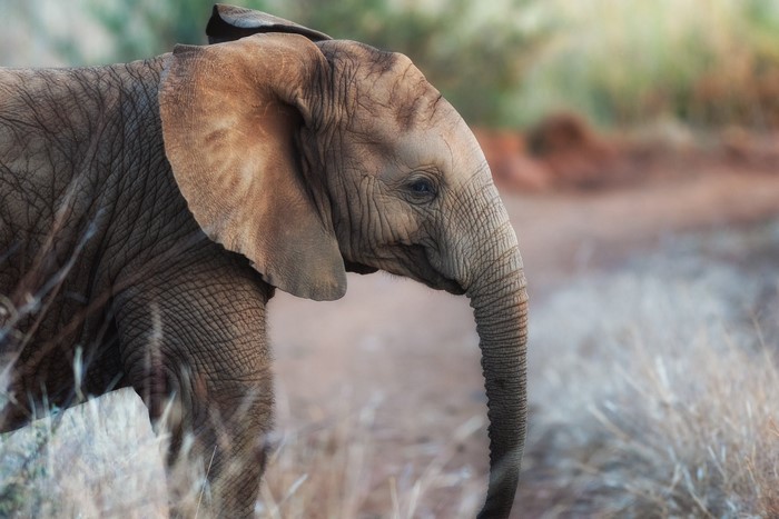 Baby elephant walking in tall grass