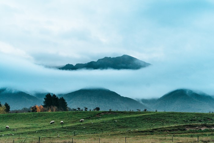 Sheep grazing on a misty hill with mountains in the background