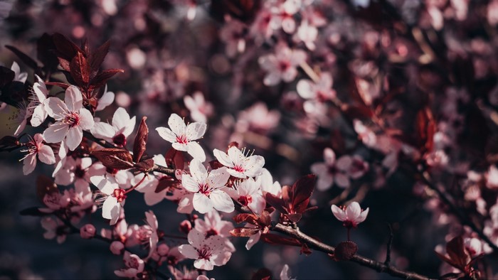 Pink cherry blossoms on a dark branch