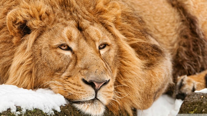 Close-up of a male lion with a mane in the snow