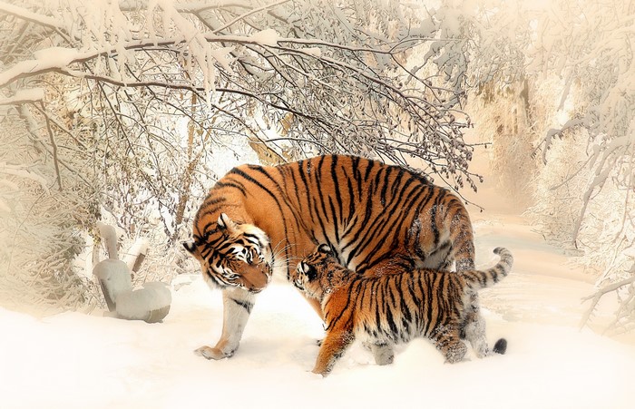 4K Tiger and Cub in Snow
