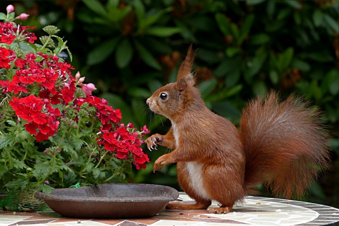 Red squirrel near red flowers and bird bath