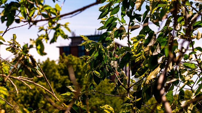 Building seen through tree branches