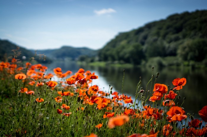 Field of red poppies by a river and hills