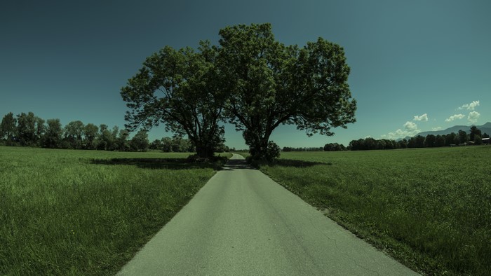 Road between two trees in a green field