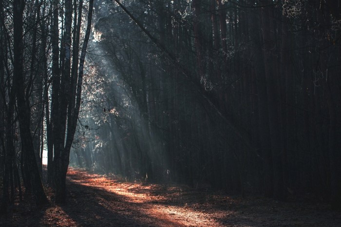 Sun rays in a dark forest with a path