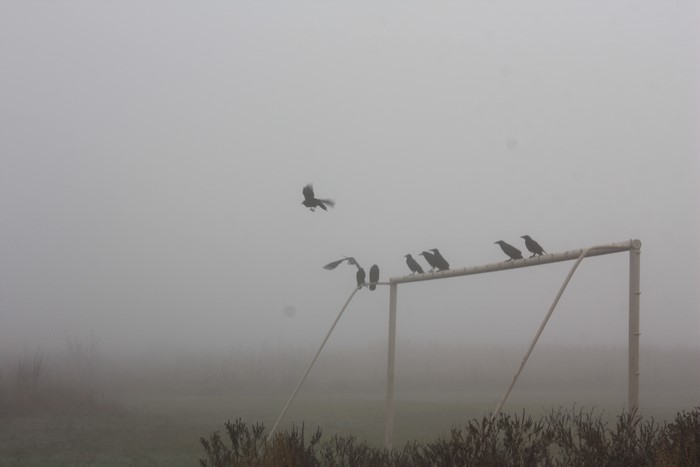 Birds on a goalpost in the mist