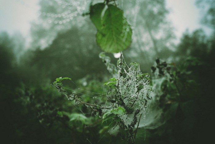 Spider webs covered in dew on a plant in misty forest