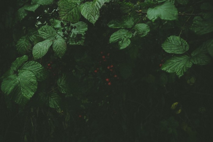 Dark Green Leaves and Red Berries