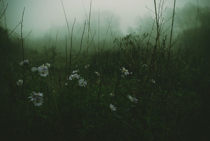 Flowers in a misty forest
