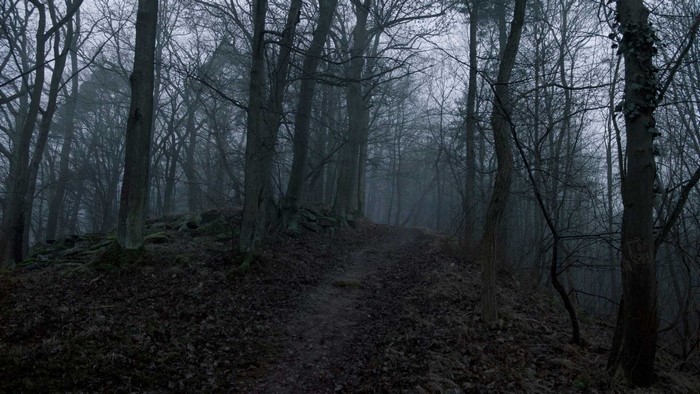 Misty forest path with bare trees