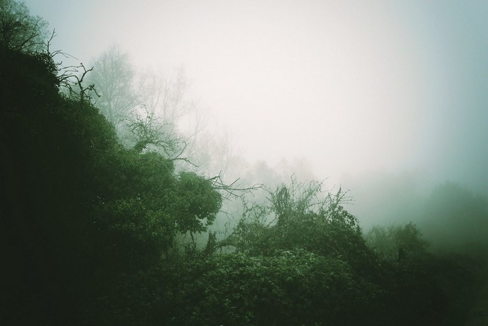 Misty forest with trees and fog