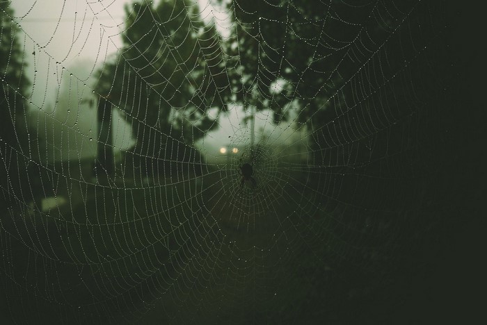 Spider web with water drops in misty forest