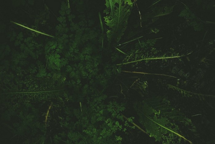 Dark green plants and leaves from above