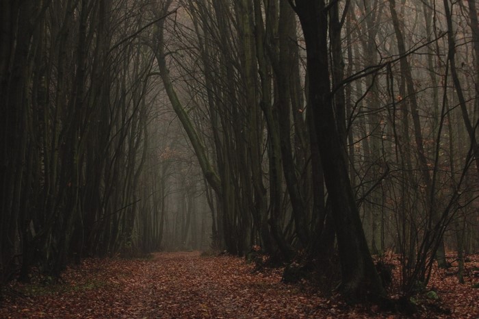 Misty forest path with fallen leaves in fall