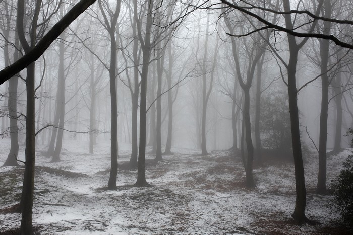 Bare trees in a misty forest with snow on the ground