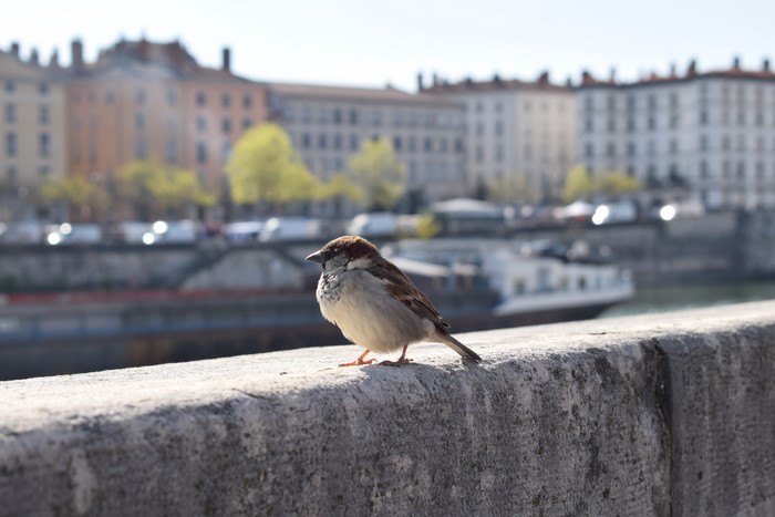 Sparrow on a stone wall with city buildings in the background