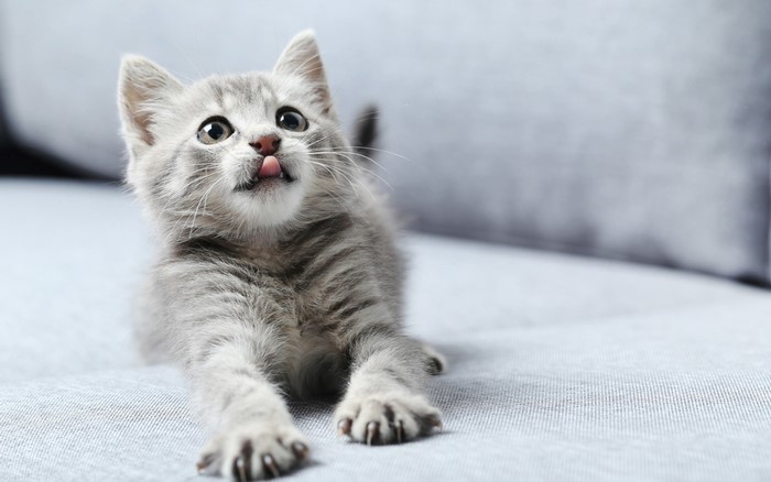 A cute grey kitten with its tongue sticking out