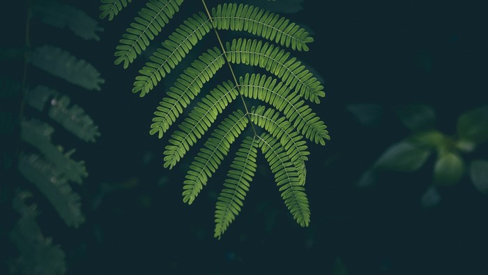 Green fern leaves against a dark background