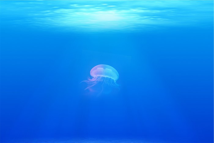 Underwater scene with a single jellyfish
