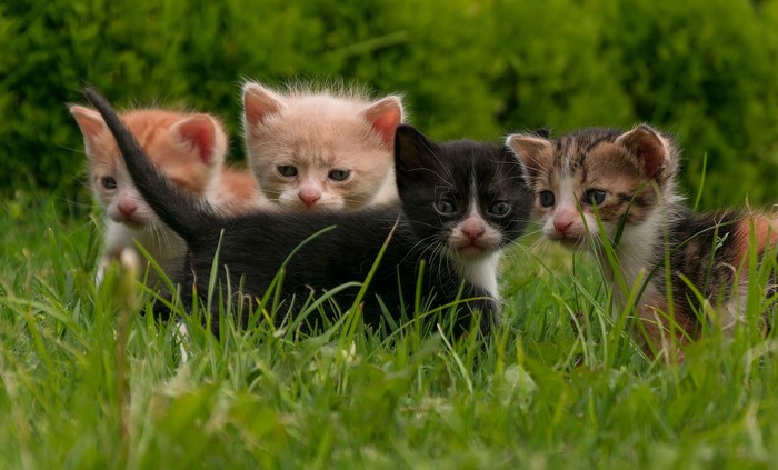 Four kittens in green grass outdoors