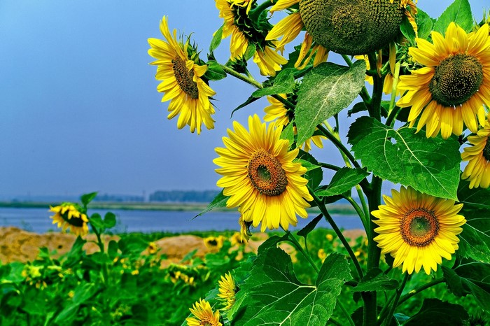 Sunflowers in a field by the water