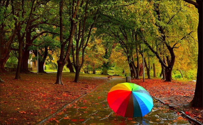 Colorful umbrella on a wet path in an autumn park